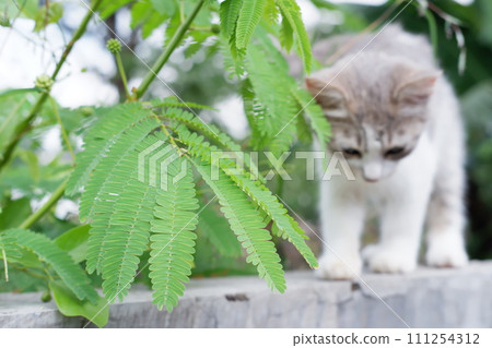 adorable cute cat as a background adorable cute cat as a background 111254312
