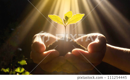 An image of a plant in both hands that has sprouted from the soil in the sunlight. An image of a plant in both hands that has sprouted from the soil in the sunlight. 111254445