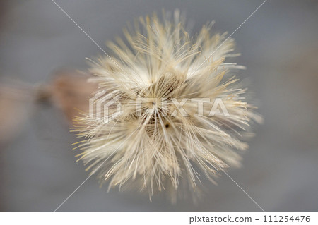 Crown hair of the capsule of Koyabouki 111254476