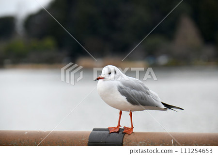 Yurikamome Yurikamome 111254653