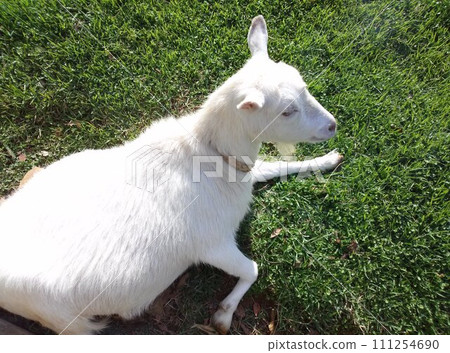A white goat lying on the grass and relaxing 111254690