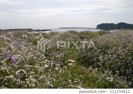 春天的海邊,蘿蔔盛開,海邊植物 春天的海邊,蘿蔔盛開,海邊植物 111254812