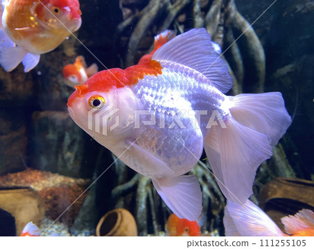 perfect beautiful white and orange goldfish closeup swiming in vivarium no people. 111255105