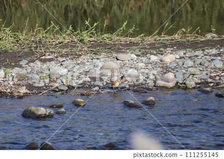 伯勞鳥來到河邊喝水 伯勞鳥來到河邊喝水 111255145
