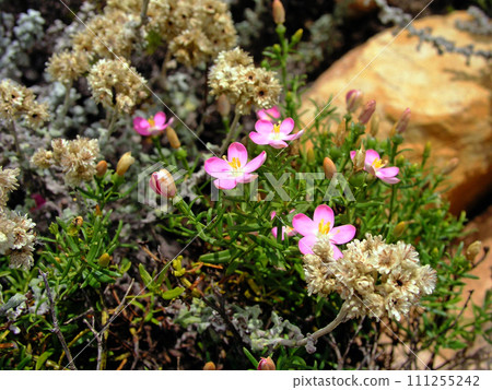 Orpheum blooming among the rocks of Table Mountain in Cape Town, the southernmost city in Africa 111255242