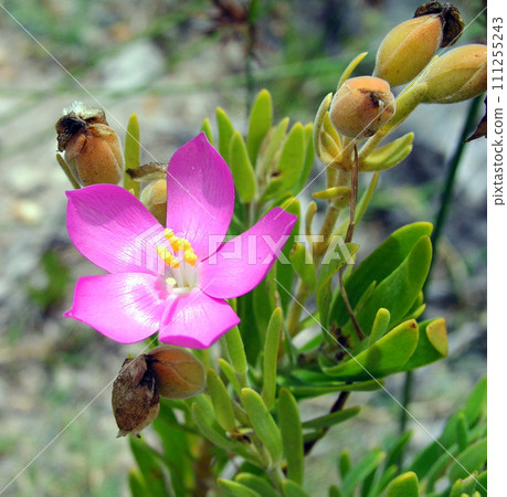非洲最南端城市開普敦桌山岩石間綻放的奧菲姆 111255243