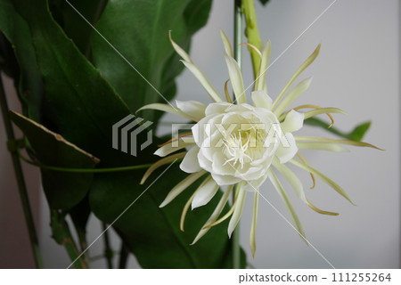 Moonlit beauty flower 20220801 Moonlit beauty flower 20220801 111255264