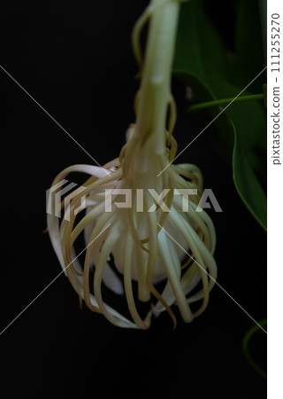 Moonlit beauty flower 20220805 111255270