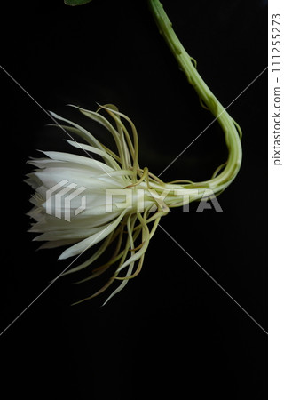 Moonlit beauty flower 20220807 Moonlit beauty flower 20220807 111255273