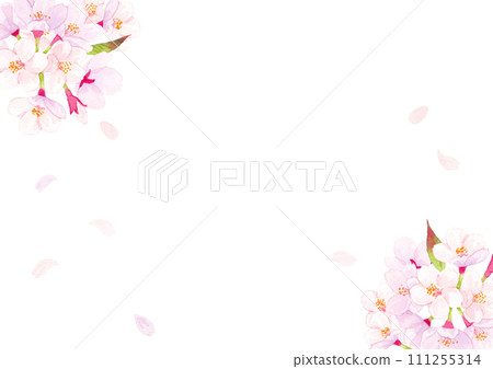 Cherry blossom watercolor background illustration 111255314