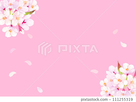 Cherry blossom watercolor background illustration Cherry blossom watercolor background illustration 111255319