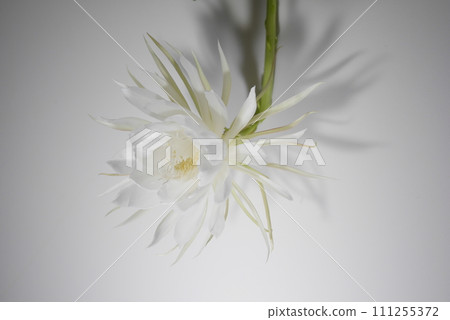 Flowers and shadows of beauty under the moon 20220902 Flowers and shadows of beauty under the moon 20220902 111255372