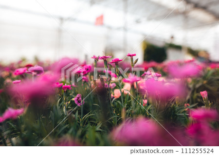 Flowers in the greenhouse,Flowers are blooming in the greenhouse. Flowers in the greenhouse,Flowers are blooming in the greenhouse. 111255524