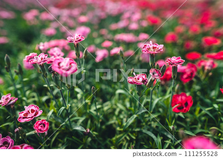 Flowers in the greenhouse,Flowers are blooming in the greenhouse. 111255528