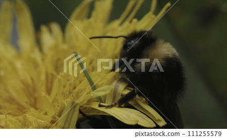 Close up of beautiful insect trying to climb the flower bud. Motion. Macro footage with a wasp on a yellow flower collecting nectar on blurred green background. 111255579