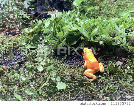 orange frog in tropical forest terrarium. photo of frog in nature and drop no people. 111255732