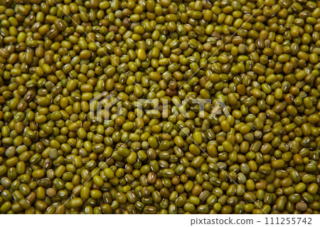 Harvested mung beans, bean sprout seeds, mung beans 111255742
