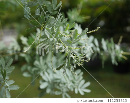 相思芽20220902 111255813
