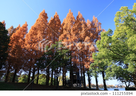 Autumn leaves at Kuki Shobu Park in Kuki City, Saitama Prefecture 111255894
