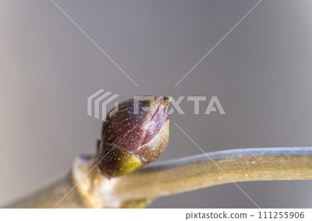 winter buds of elderberry 111255906