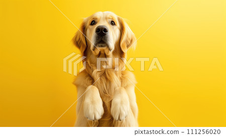 Advertising portrait, banner, golden retriever sits obediently and waits for commands, isolated on yellow background 111256020