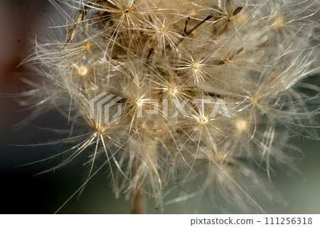 青森薊的冠部特寫 青森薊的冠部特寫 111256318