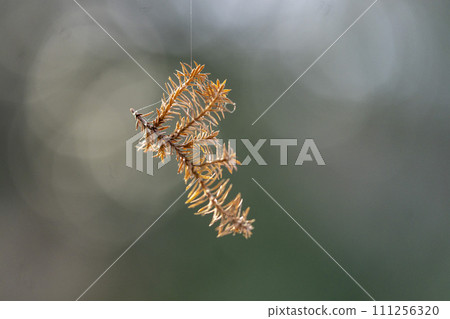 雪松葉漂浮在空中,蜘蛛絲,特寫 雪松葉漂浮在空中,蜘蛛絲,特寫 111256320
