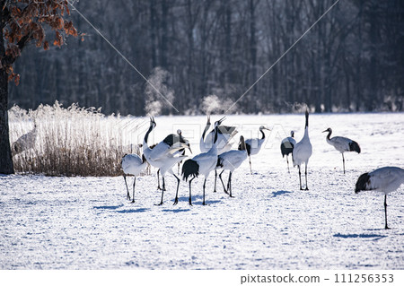 A snowy crane A snowy crane 111256353
