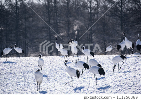 A snowy crane A snowy crane 111256369