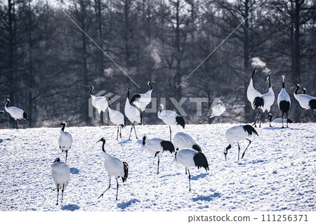 A snowy crane A snowy crane 111256371