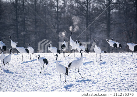 A snowy crane A snowy crane 111256376