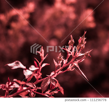 Beautiful red leaves on a rose bush in the garden in the sunshine. Selective focus Beautiful red leaves on a rose bush in the garden in the sunshine. Selective focus 111256778