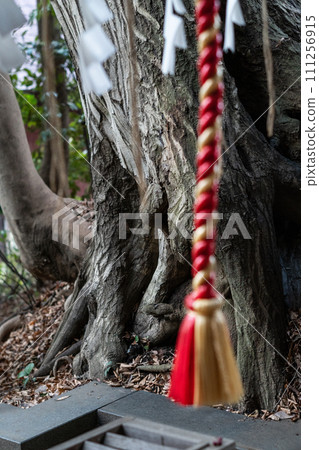 這是位於東京岡本的岡本八幡宮,是當地的神社,但是周圍的森林很美妙。 這是位於東京岡本的岡本八幡宮,是當地的神社,但是周圍的森林很美妙。 111256915