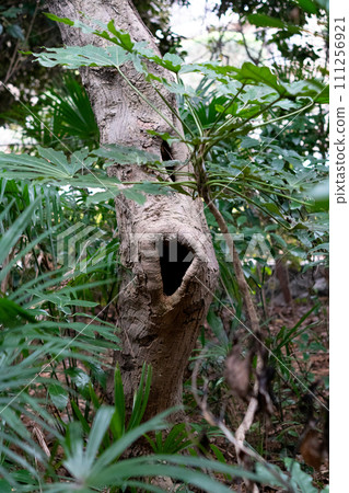 這是位於東京岡本的岡本八幡宮，是當地的神社，但是周圍的森林很美妙。 111256921
