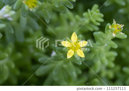 A stonecrop with lovely yellow flowers that is endemic to Mukojima. 111257111