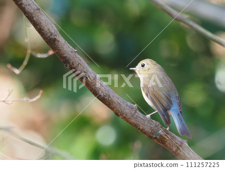 藍尾紅尾鴝（雌型） 111257225