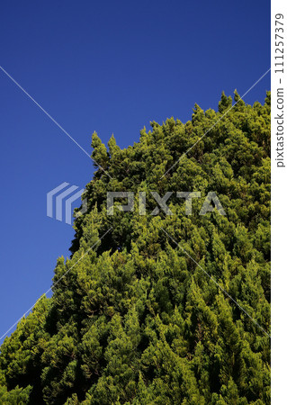 Kaizukaibuki tree and blue sky 111257379