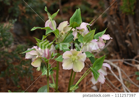 Christmas rose 111257397