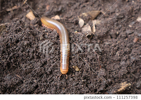 weevil, worm, caterpillar 111257398