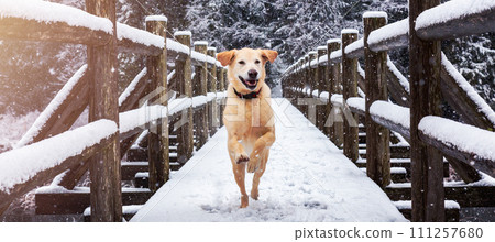 Golden Retriever running outside in the snow. Brohm Lake, near Squamish Golden Retriever running outside in the snow. Brohm Lake, near Squamish 111257680