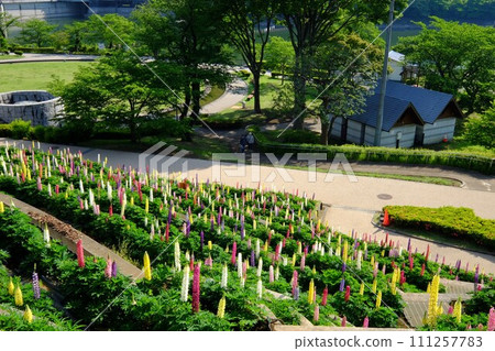 Lupine blooming park [Tsukui, Sagamihara City, May] 111257783