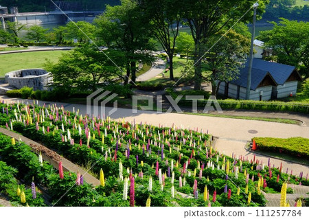 羽扇豆開花公園[相模原市津久井5月] 111257784