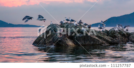 Birds on a rocky island in Howe Sound. Cloudy Sunset. West Coast Pacific Ocean 111257787