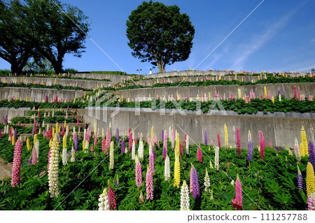 Grove of trees and lupine flower garden against the blue sky [Tsukui, Sagamihara City, May] 111257788