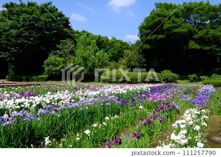 Hanashobuta field surrounded by forest [Shimomizo, Sagamihara City, June] 111257790