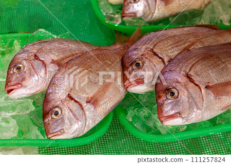 魚市上紅魚的形象 魚市上紅魚的形象 111257824