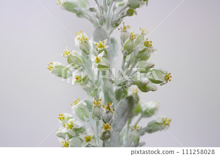 desert rose flower 20221204 111258028