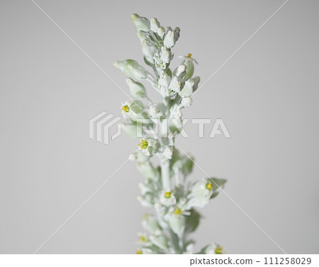 desert rose flower 20221205 desert rose flower 20221205 111258029