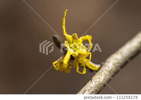 A close-up of Atetsumansaku, the name of the place in Okayama Prefecture, whose yellow strip-shaped petals stand out. A close-up of Atetsumansaku, the name of the place in Okayama Prefecture, whose yellow strip-shaped petals stand out. 111258178