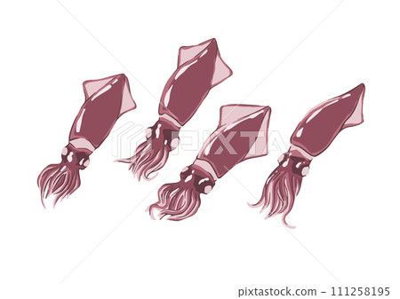 Illustration of a simple boiled firefly squid 111258195